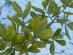 Quercus myrtifolia