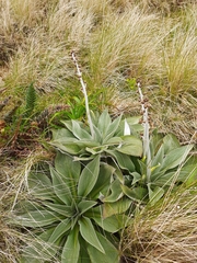 Pleurophyllum hookeri