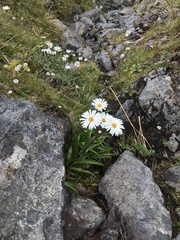 Dolichoglottis scorzoneroides