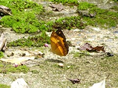 Cupha prosope