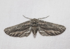 Holochroa dissociarius