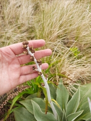 Pleurophyllum hookeri