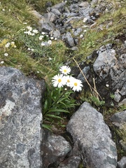 Dolichoglottis scorzoneroides