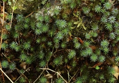 Dawsonia longiseta