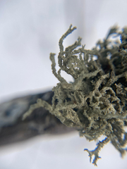 Evernia mesomorpha