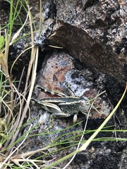 Brachaspis collinus