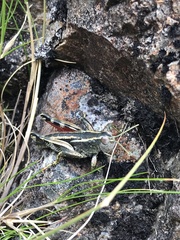 Brachaspis collinus