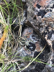 Brachaspis collinus