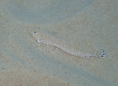 Platycephalus caeruleopunctatus