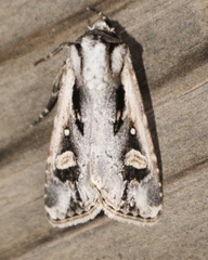 Dichagyris arabella