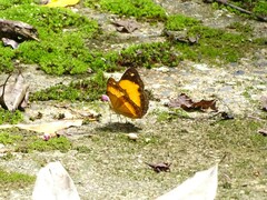 Cupha prosope