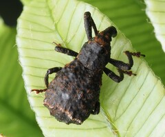 Megacolabus decipiens