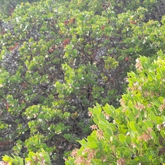 Arctostaphylos montereyensis