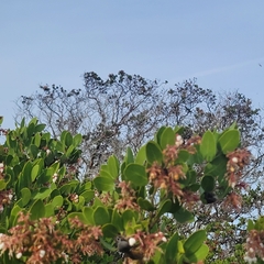 Arctostaphylos montereyensis