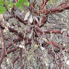 Arctostaphylos montereyensis