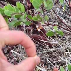 Arctostaphylos montereyensis