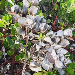 Arctostaphylos montereyensis