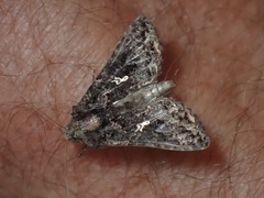 Ctenoplusia limbirena