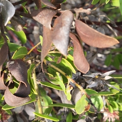 Arctostaphylos montereyensis