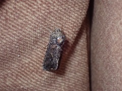 Ctenoplusia limbirena