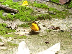 Cupha prosope