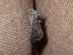 Ctenoplusia limbirena