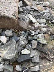 Brachaspis collinus