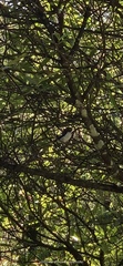 Petroica macrocephala toitoi