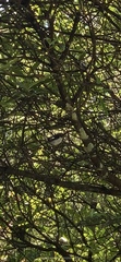 Petroica macrocephala toitoi