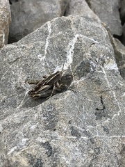Brachaspis collinus