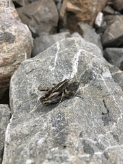 Brachaspis collinus
