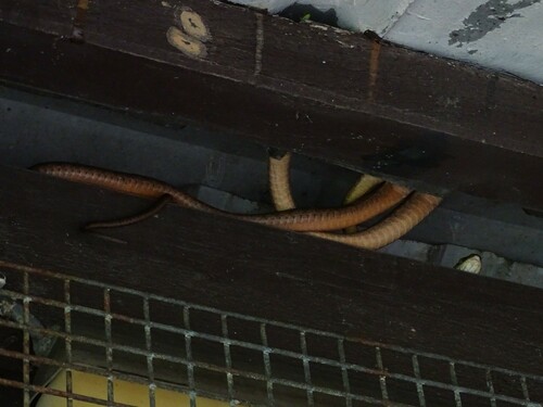 Brown Tree Snake sighting