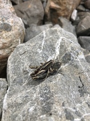 Brachaspis collinus