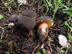 Xerocomellus pruinatus