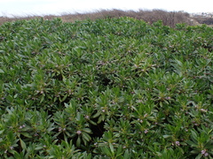 Myoporum bontioides