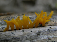 Calocera furcata