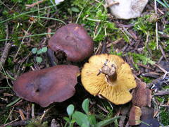 Calocybe onychina