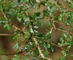 Phyllanthus microcladus