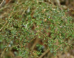 Phyllanthus microcladus