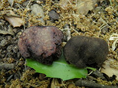 Calongea prieguensis