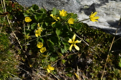 Ranunculus multiscapus