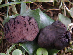 Calongea prieguensis