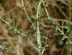 Phyllanthus microcladus