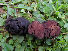 Calongea prieguensis