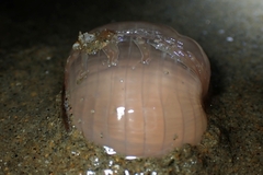 Harenactis attenuata