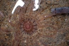 Harenactis attenuata