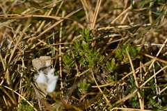 Veronica densifolia