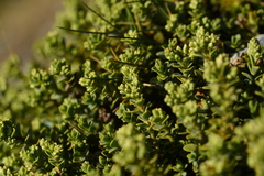 Veronica buchananii