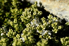 Veronica buchananii