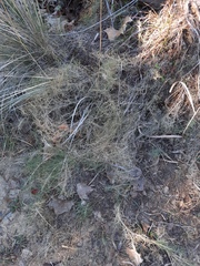 Muhlenbergia utilis
